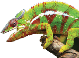 Chameleon